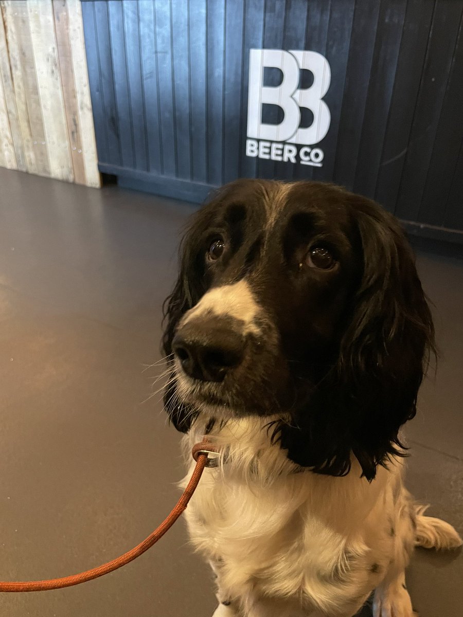 Thursday cask beer night <a href="/BrewisBeerCo/">Brewis Beer Co</a>  does everyone know it’s dog friendly as well #ZacDog #GusDog