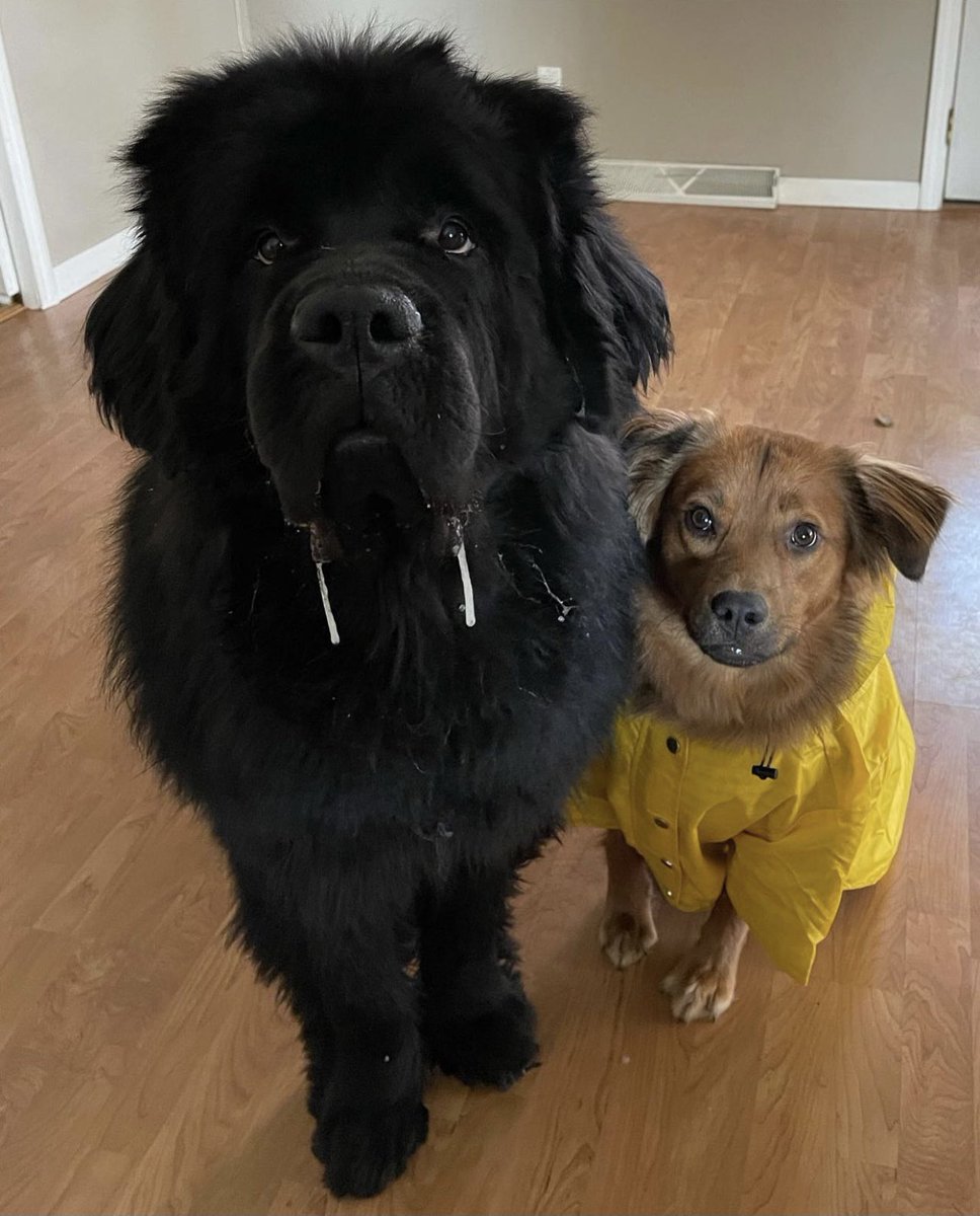 massive black newfoundland with two long strings of drool hanging from his mouth. a golden mix sits beside him in a yellow raincoat
