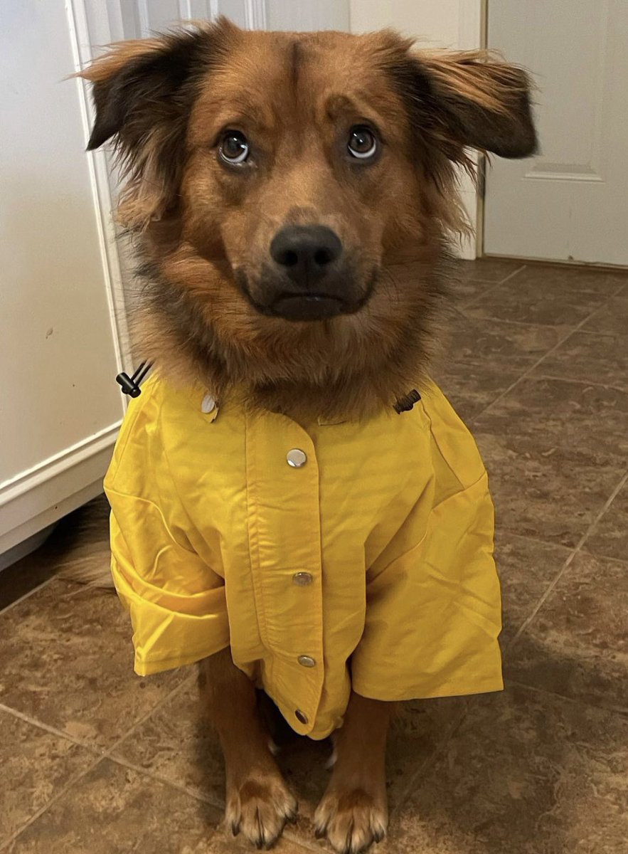 This is Titus and Roo. Titus doesn’t stop drooling so Roo got a raincoat for when they hang out. It seems dramatic but it’s not. 13/10 for both