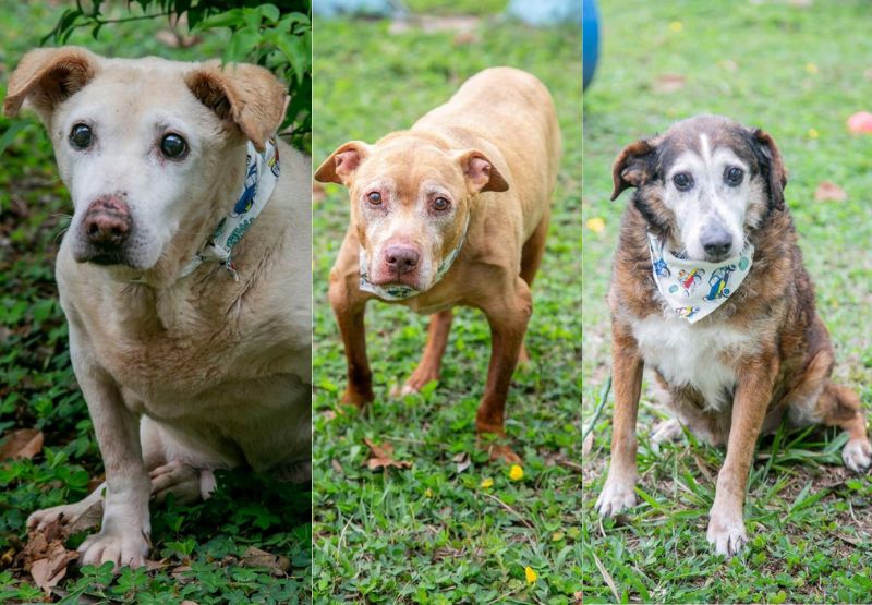 guarulhosonline's tweet photo. Cachorros idosos aguardam por adoção há mais de dez anos no abrigo do DPAN. O trio estará presente na feira de adoção de pets que será realizada no domingo (21), a partir das 09h, no Bosque Maia. #GO #GRU #SP #GuarulhosOnline #Adote #DPAN
https://t.co/HbHZDvuZat https://t.co/FOa9ADtUNj