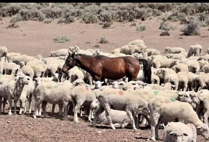 GlobalWarriors's tweet photo. .@NRDems BLM &amp; DOI is decimating federally protected #wildhorses.  They are "concerned" about the horses.  Have you seen how healthy these horses are?

Why are they not mentioning 1.7 million livestock? (AUM).  #LetsDiscussTheCows

We want a round up moratorium now! https://t.co/PzAmOzKHNG