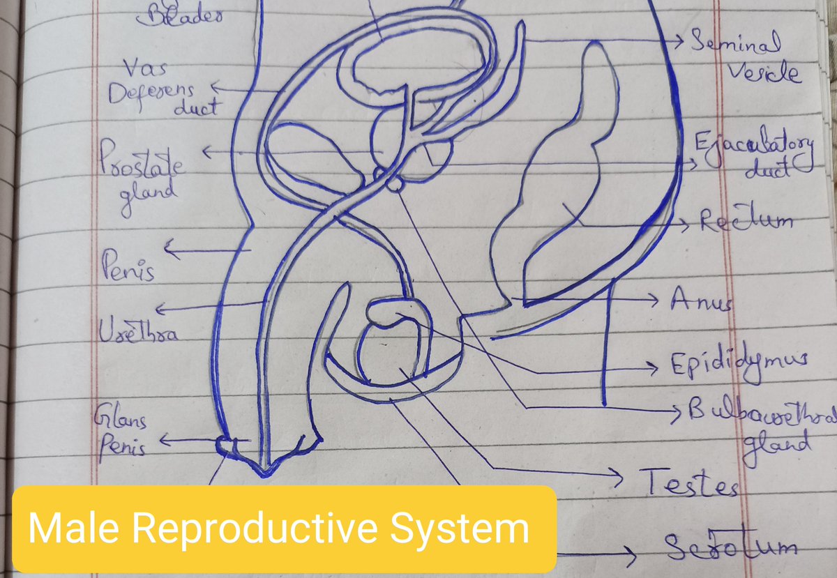 GreenMedical123's tweet image. youtu.be/jyI63zTuBZA #malereproductivesystem #GreenMedical