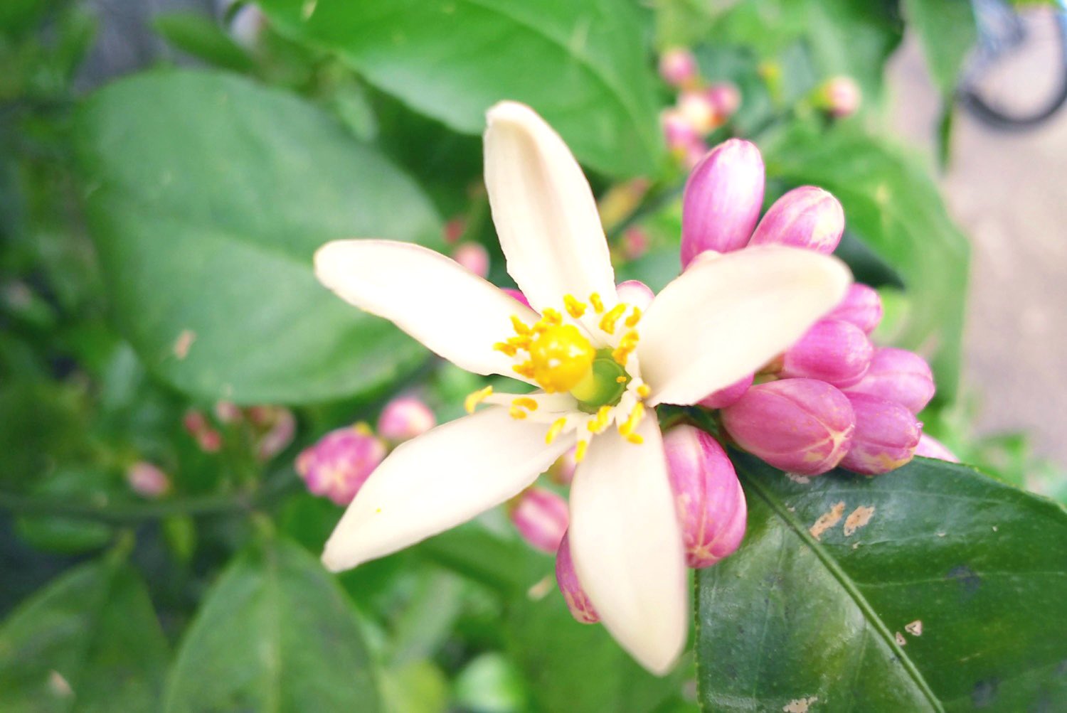 葉月 春は出会いの季節 Rt Futaba Sacre おはフタバー 平日ラストのきんようび 今日11月12日 の誕生花はレモンだそうです 花言葉は 誠実な愛 とっても素敵な花言葉 W 今日もよろしくお願いします T Co Mbo1rvbqsf Twitter