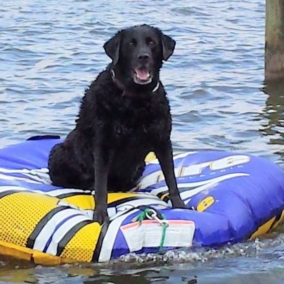 KelinSC's tweet photo. @ESPNDoug.  This is Cooper.   He has passed not too long ago.  Made it 14 years with us.  There was no way you would get that tube from him. https://t.co/7BqtRPxOcJ