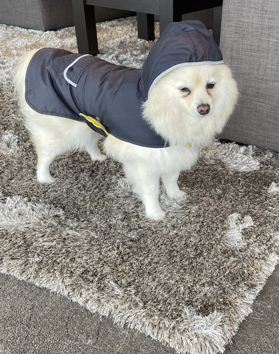 racer_sue's tweet photo. Zoe is ready for a walk in the Melbourne weather. I don’t think she’s very keen. #imnoteither ☔️🌂💨 https://t.co/jJj7VOmZYI