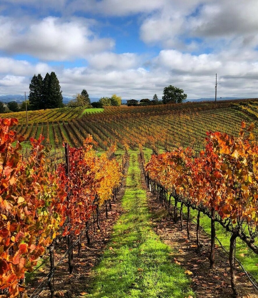 Sonoma.com tweet media