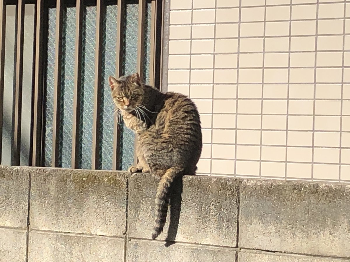 HIROMORITATOKYO's tweet photo. 猫「見てんじゃねぇーよ」
自分「こっちのセリフだー」
毎朝、日向ぼっこしてる猫に睨まれてます
半径10メートル以内に近づくと逃げます😄
#gato #chat #mao #kazte #kedi #고양이 #বিড়াল #बिल्ली https://t.co/GU7XNDKT6L
