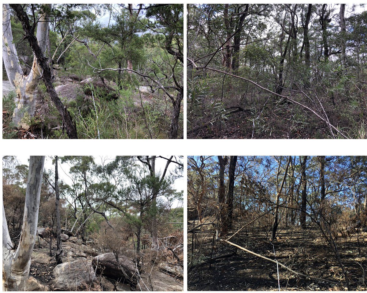 Bushfire Hub tweet media