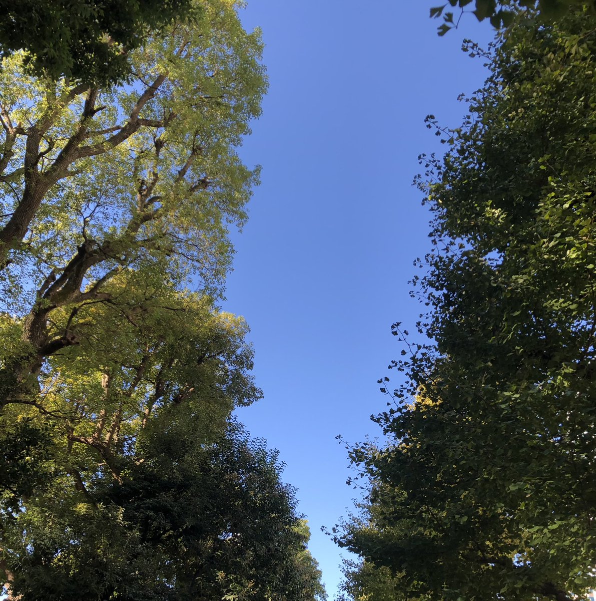 furii_jp's tweet photo. おはようございます。
気持ちのいい秋晴れの東京です

最近は年末の話題が増えてきました

週の最後、金曜日‼️
今日も頑張りましょう👍

#企業公式が毎朝地元の天気を言い合う
#企業公式秋のフォロー祭り 
#企業公式相互フォロー
#がんばろう企業公式 https://t.co/MgeoZZGOxB