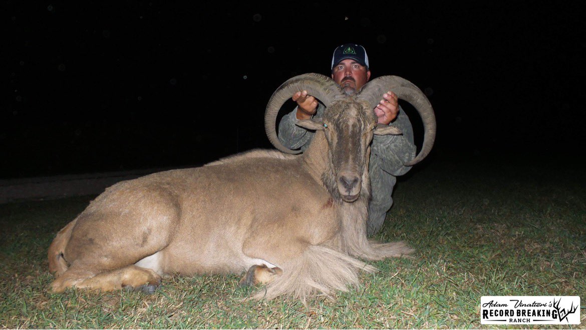 Record_Ranch's tweet photo. Looking for more than a whitetail deer hunt?!

Go to https://t.co/792RftUXVU for more info!

#RBRHunting #hunting #whitetail #elk #fallow #redstag #aoudad #ibex #redsheep #rams https://t.co/h5M9DwY6Ne