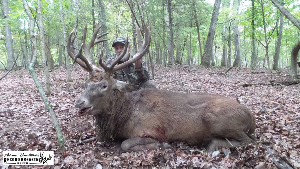 Record_Ranch's tweet photo. Looking for more than a whitetail deer hunt?!

Go to https://t.co/792RftUXVU for more info!

#RBRHunting #hunting #whitetail #elk #fallow #redstag #aoudad #ibex #redsheep #rams https://t.co/h5M9DwY6Ne