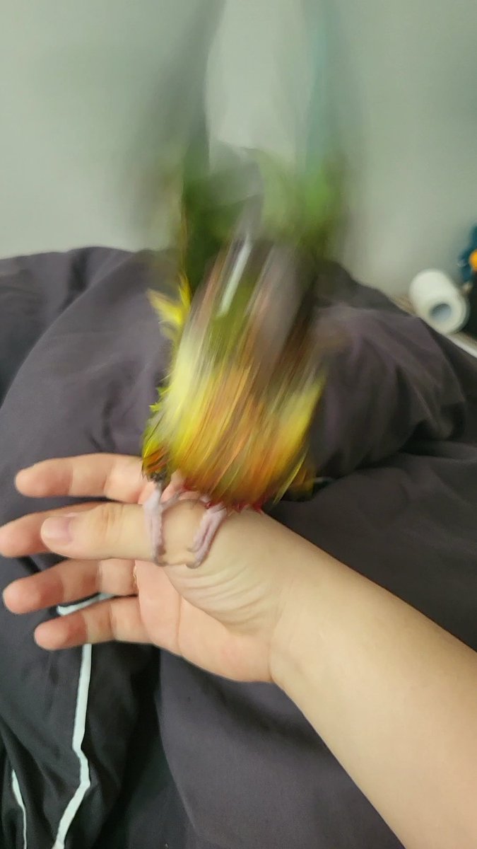 앵무새의 영혼 탈곡 과정