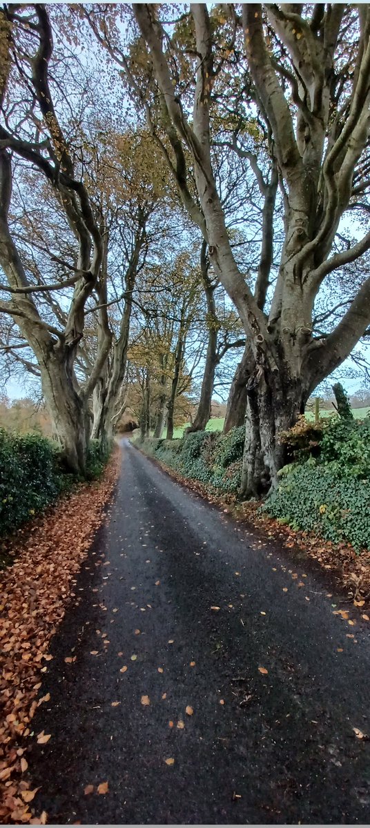 Patrick Brannigan also at bsky.social tweet media