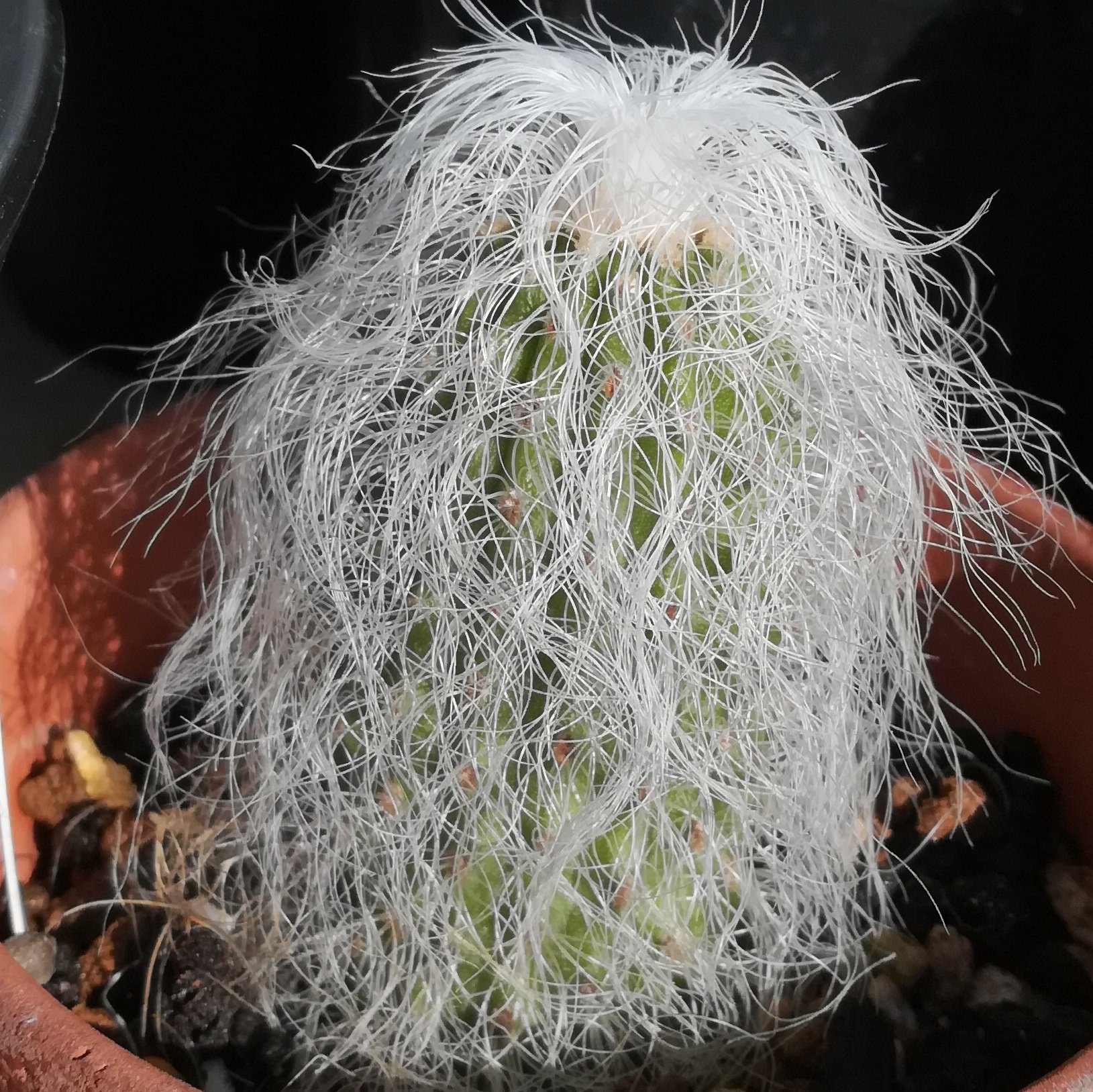 ケファロセレウス オールドマンカクタス 翁丸 サボテン US実生選抜 幻