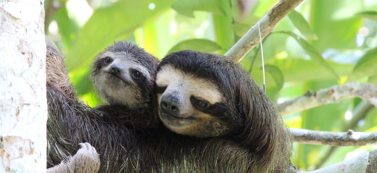 SlothCon's tweet photo. #SlothFact brought to you by @SlothCon and @TheSlowPatrol 🦥The word “sloth” comes from the Middle English word slouthe or slewthe, meaning “laziness”, which comes from the Old English word slǣwþ meaning sloth, indolence, laziness, inertness, or torpor.#TheSlothWay #SlowandSteady https://t.co/55yORBXSoe