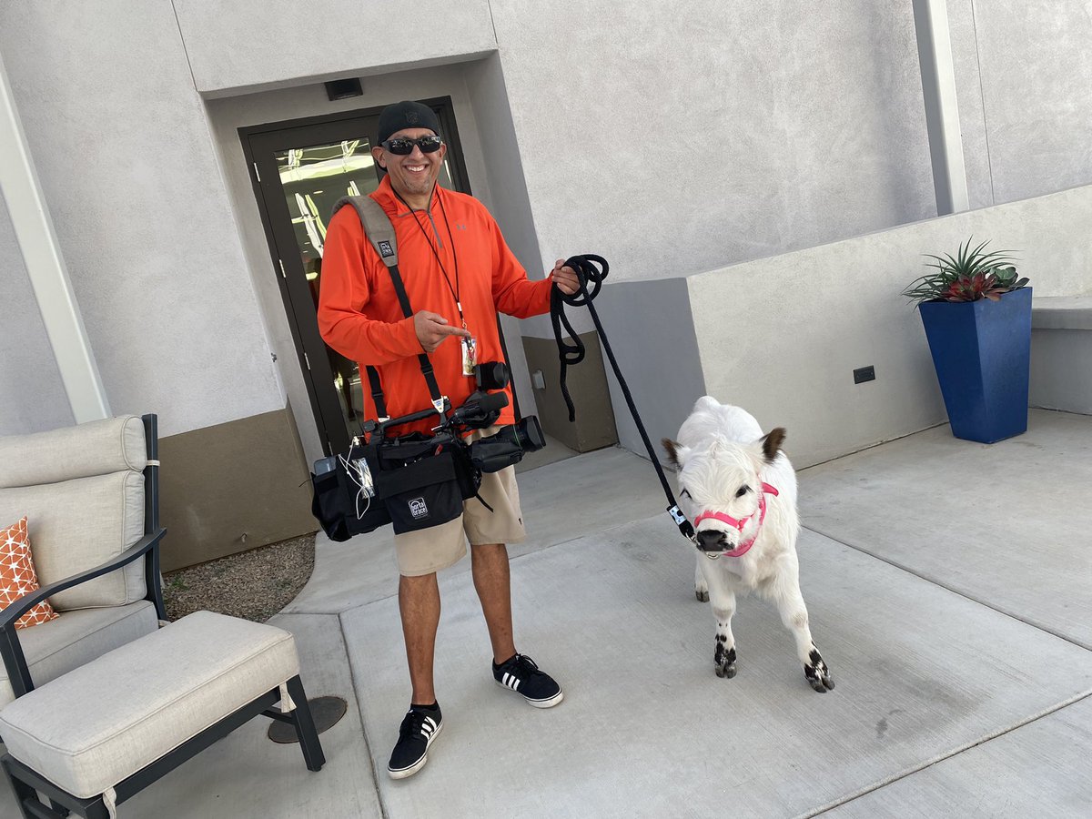 Fox10Danielle's tweet photo. Story coming soon… 🐮💕🐮 @ECFOX10 #cow #cuteanimals #therapyanimals #fox10phoenix https://t.co/lwTcKMt2vm