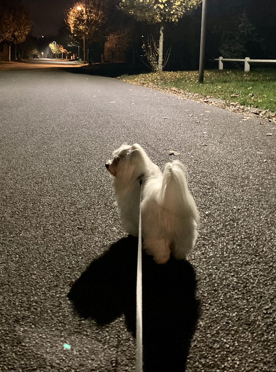 mydogchoupette's tweet photo. Just me and my shadow tonight! #outforastroll #zombiepatrol #dogs https://t.co/QRY29taC9Q
