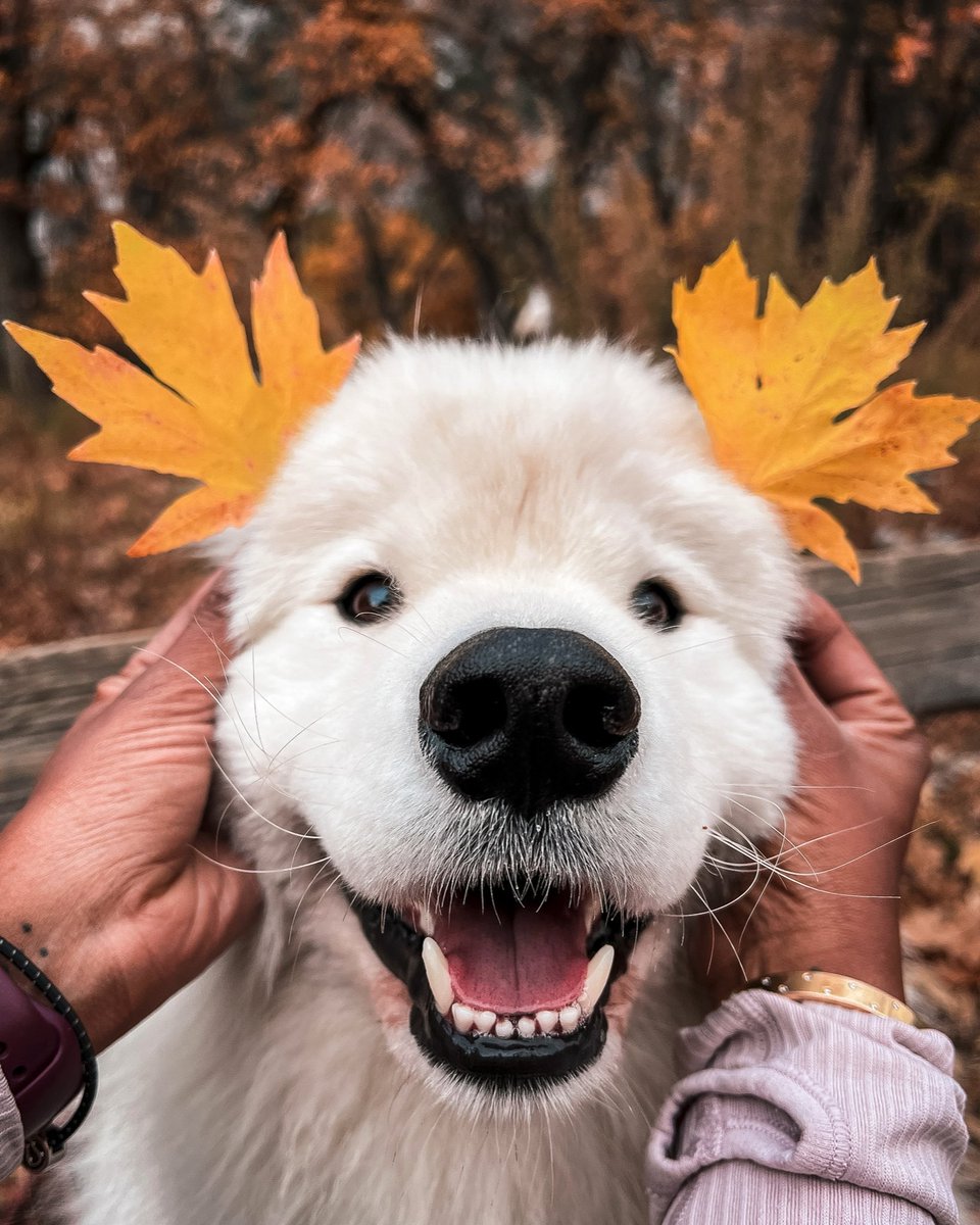 BoomerLandcloud's tweet photo. Boop? #samoyed https://t.co/D3xjb4vAfY