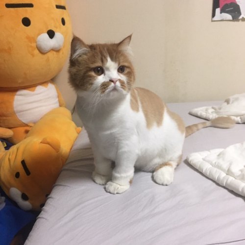 TodoDiaGatinhos's tweet photo. https://t.co/BpW0YNnaue
