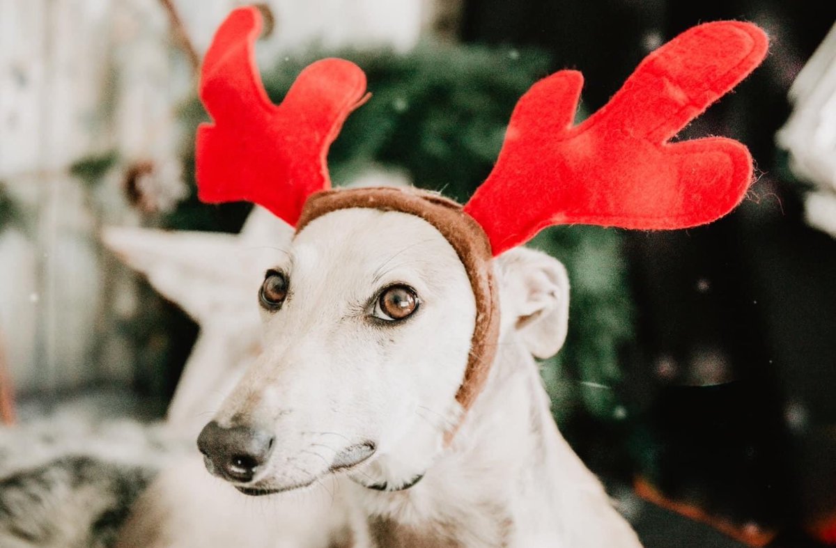 DogsFriendsUK's tweet photo. It’s beginning to feel a lot like Christmas 🎅🏼 We’re very excited to be launching our “A Christmas Dinner” appeal which we hope will bring a little joy to the dogs in our care on Christmas day. 

If would like to bring some Christmas cheer, please consider buying a Christmas https://t.co/M9EtGRZB6U