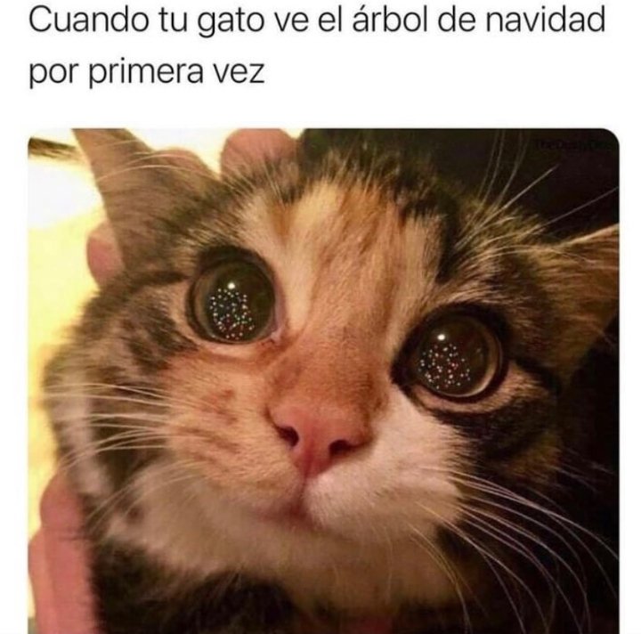 maob2418's tweet photo. 🎄cosas de michis!! https://t.co/Jc1xnCWIOd