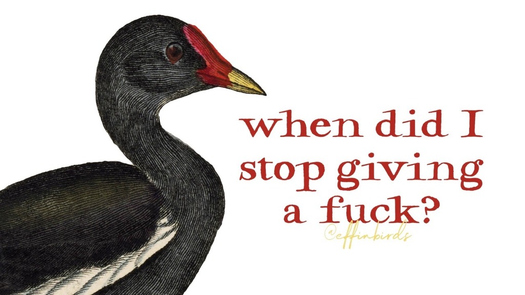 EffinBirds's tweet image. 