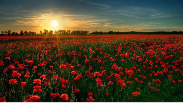 Grateful to live in this country and do what we do because of the heroes of yesterday and today. The first time our Mom met her Dad she had to ask “is that my Daddy” when he got off the boat because she had never met him. Your sacrifices give us more than we know. 

#lestweforget