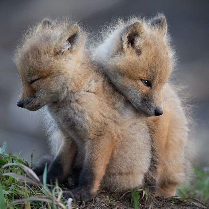 LostOneChloe's tweet image. *Sits with my friend's*