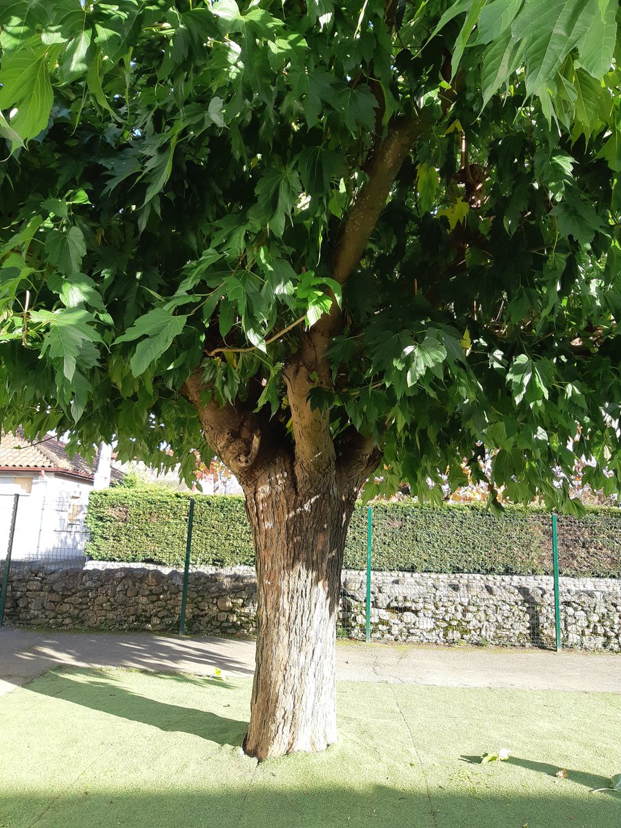 Egun on <a href="/Aiherra/">aiherra</a> ! 
Eskolako arbol baten enborra neurtu dugu. Zuen ustez, zein da arbolaren enborraren handitasuna ?