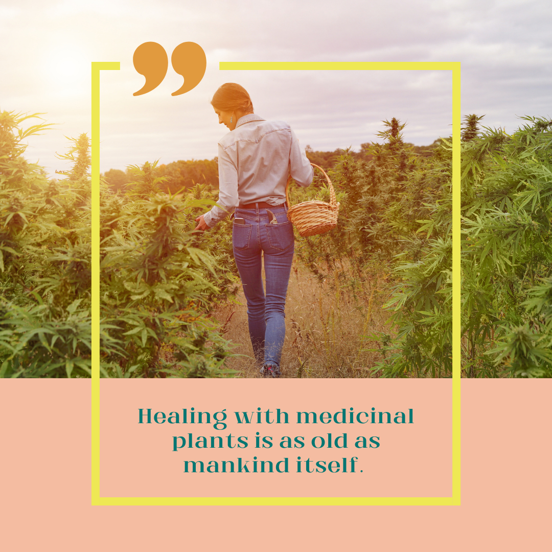 YouktiCC's tweet photo. No wonder it feels right. This is the opening sentence in Biljana Bauer Petrovska's, "Historical review of medicinal plants’ usage" published in the Pharmacognosy Review. 

When it feels like governments and policies and red tape are doing way more harm than good it's comfortin https://t.co/7lGQJIi4Gh