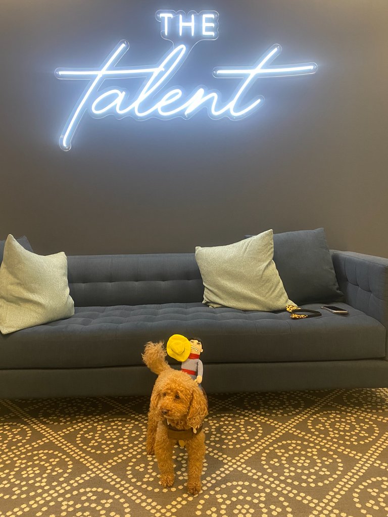 TheTalent_LA's tweet photo. Meet some of our office puppies! They're the real bosses around here.
#TeamTalent #OfficeDogs https://t.co/jvgKOScTsk