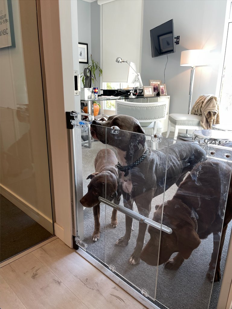 TheTalent_LA's tweet photo. Meet some of our office puppies! They're the real bosses around here.
#TeamTalent #OfficeDogs https://t.co/jvgKOScTsk