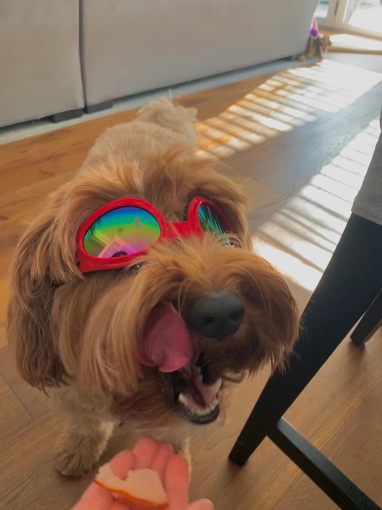 TheTalent_LA's tweet photo. Meet some of our office puppies! They're the real bosses around here.
#TeamTalent #OfficeDogs https://t.co/jvgKOScTsk