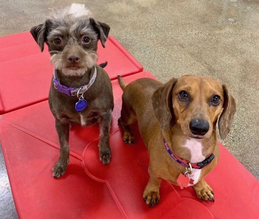 TheTalent_LA's tweet photo. Meet some of our office puppies! They're the real bosses around here.
#TeamTalent #OfficeDogs https://t.co/jvgKOScTsk