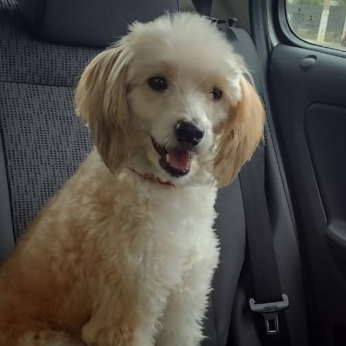 marcelosanfig's tweet photo. Princesa passeando. ❤🐾🐾
#Clara 
#ClaraDeAssis https://t.co/NNSPblDCDL