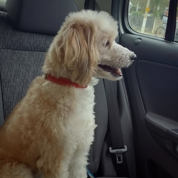 marcelosanfig's tweet photo. Princesa passeando. ❤🐾🐾
#Clara 
#ClaraDeAssis https://t.co/NNSPblDCDL