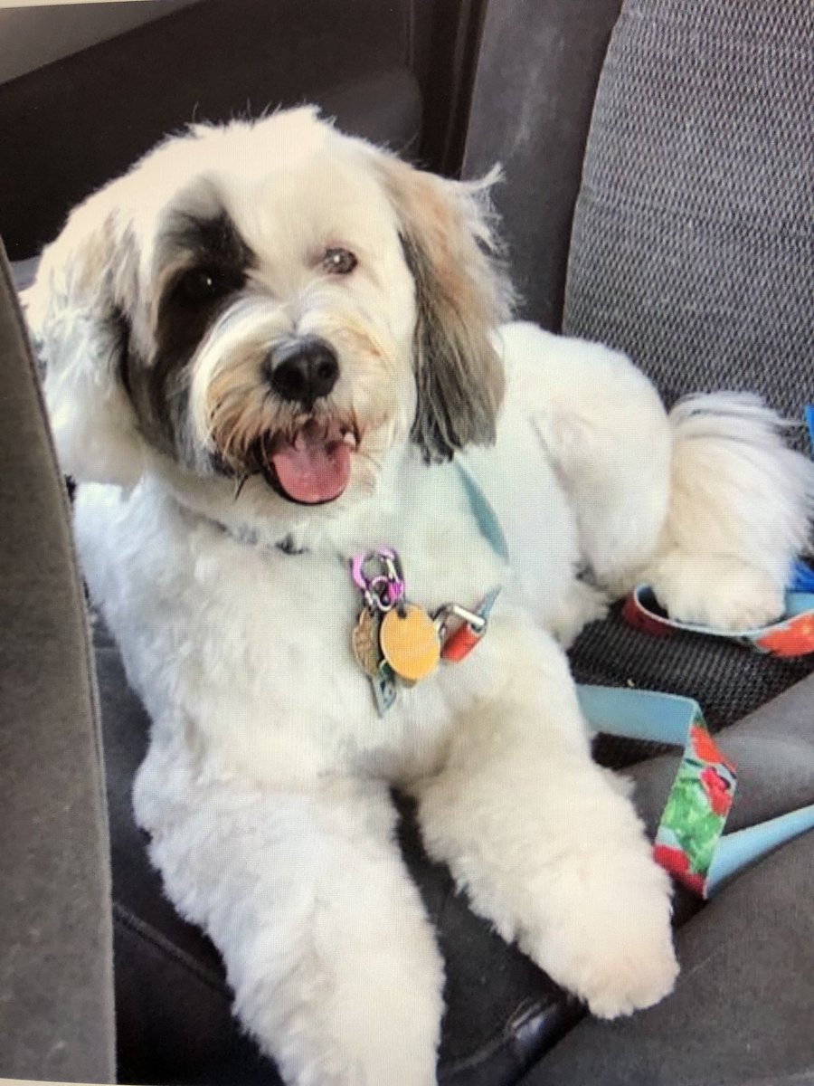 PonteDebra's tweet photo. #DogsNaturally Prayers please Sconset Jessie this Tibetan Terrier who acts like a puppy has Mast Cell Tumor on side of her face, it returned! #prayers please https://t.co/W6OrdPgsre