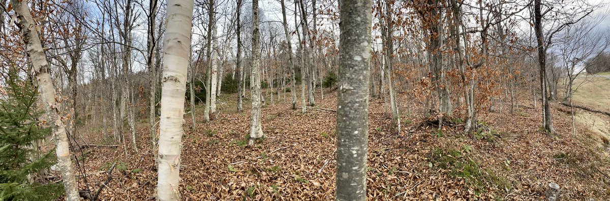 SkiMagicVT's tweet photo. Treeskiing trimmed tight on intermediate glade Pixie Dust today #readyforsnow https://t.co/GVTXK4U9tM