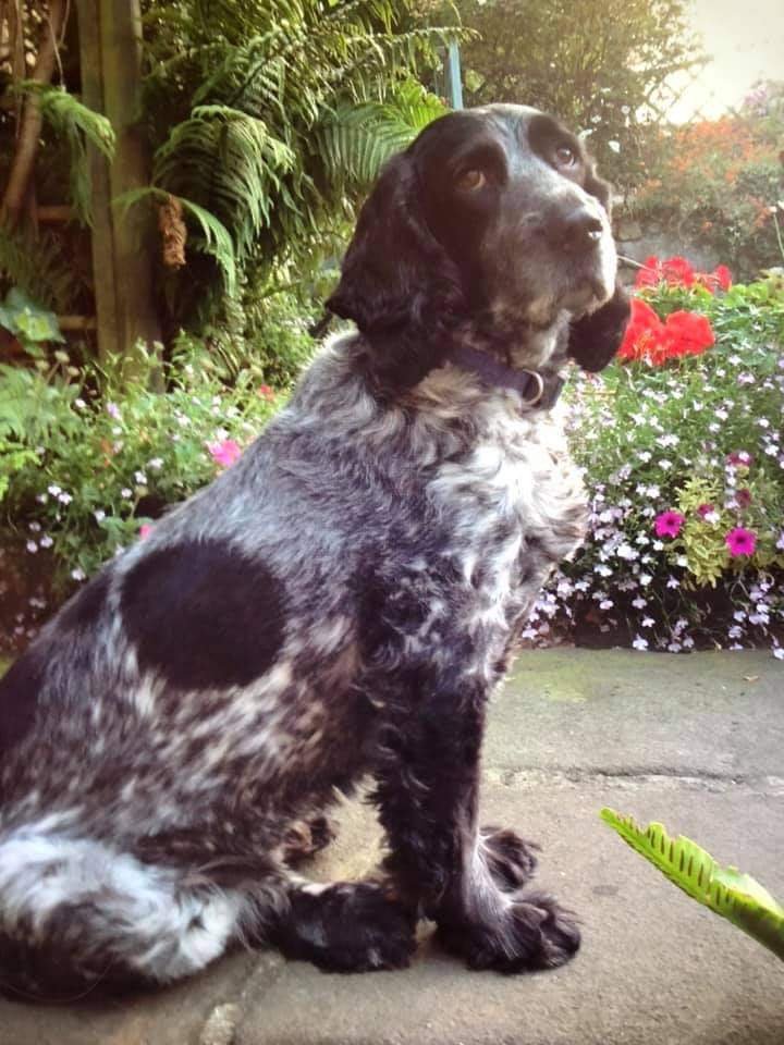 joannew0112's tweet photo. pls rt Blue needs our help, we need to find him 💔 #stolen from pic tor nr #Matlock #Derbyshire on 14th June. Blue is Elderly and needs to be home. 💔 ‼️Someone has that vital info needed‼️ #BringBlueHome #findblue 📞🙏 https://t.co/DhxZzgEsZE https://t.co/0We54HGvAn https://t.co/NXcwk1f2cN