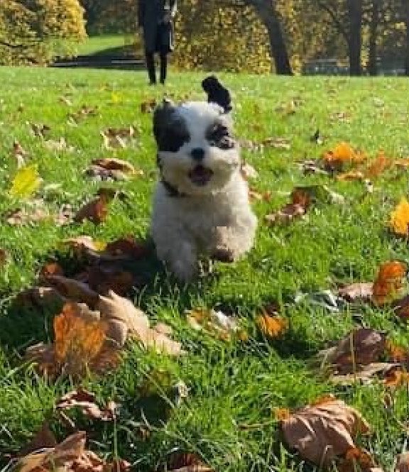 DogsFriendsUK's tweet photo. Remember Karen? We are super happy to be sharing this lovely update from her wonderful adopters 🐾

“I wanted to drop you all a line to say how grateful I am that you rescued Karen (now Doris) and let me adopt her! She has been living with my husband and I for just over three https://t.co/wlTo3LO9HB