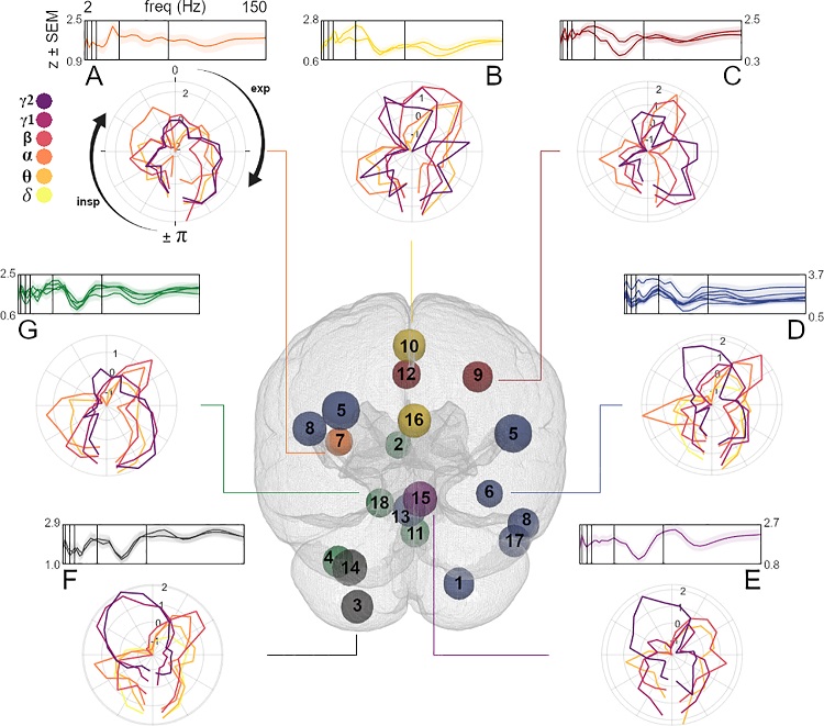 To what extent does #breathing modulate brain oscillations at rest? Human MEG study by @danlikesbrains &amp; @Joachim__Gross identifies a widespread brain network of neural oscillations that are coupled to the respiratory rhythm #PLOSBiology plos.io/30gqYfr