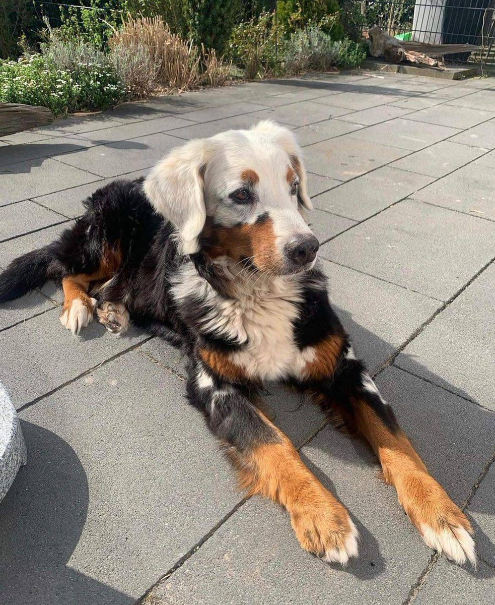 I can't get over how beautiful this dog is 😍