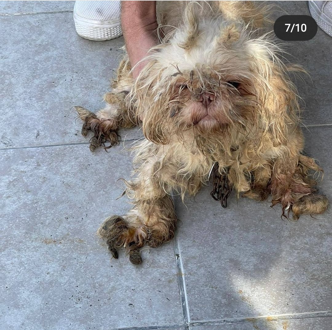 DokuzOlmaz's tweet photo. İzmir'de bir üretimhane basıldı ve köpeklerin bazıları böyle bulundu. https://t.co/F0Q6VnvTey