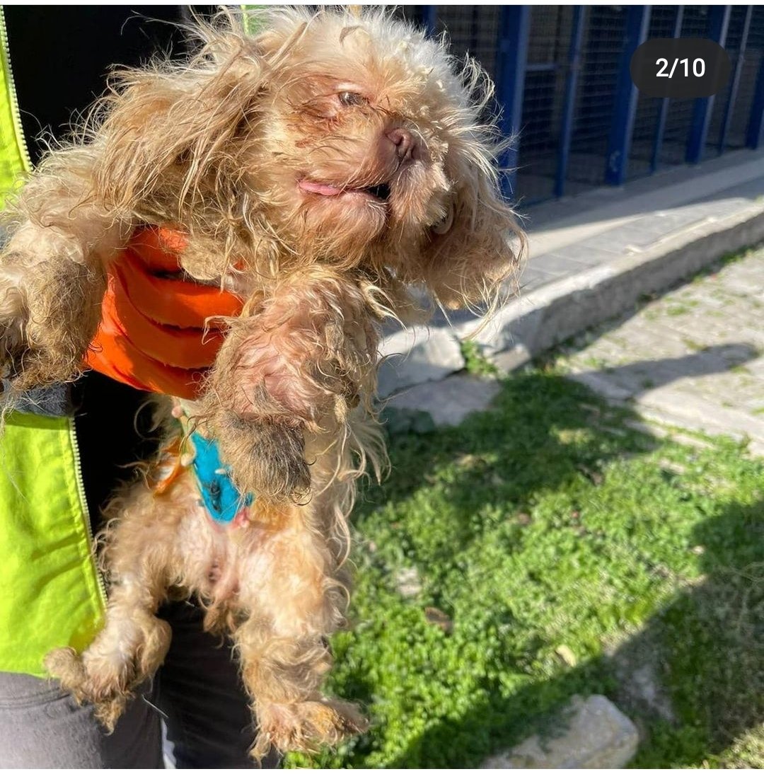 İzmir'de bir üretimhane basıldı ve köpeklerin bazıları böyle bulundu.