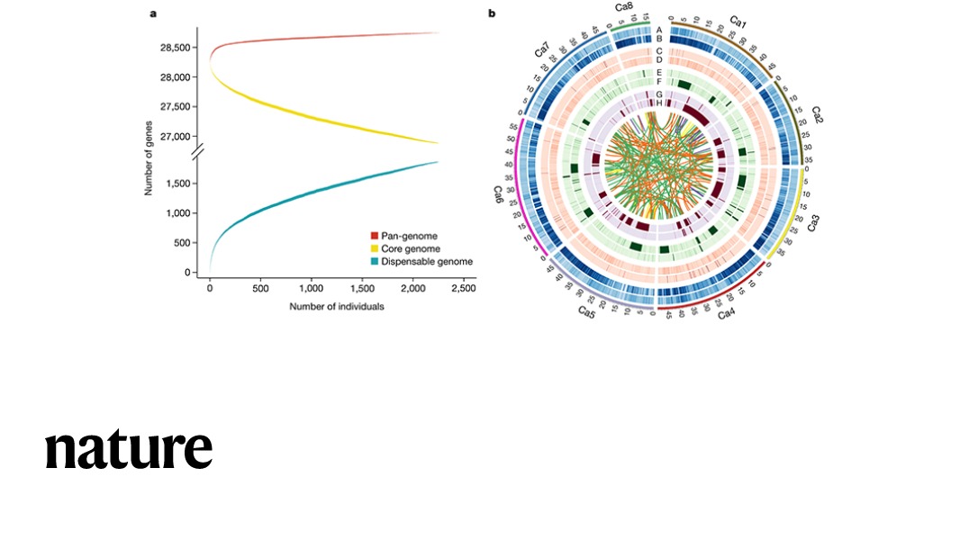 Nature's tweet photo. A study in Nature uses whole-genome sequencing of 3,171 cultivated and 195 wild chickpea accessions to construct a chickpea pan-genome, providing insight into chickpea evolution and enabling breeding strategies that could improve crop productivity. https://t.co/stwwXpwZZR https://t.co/2cQgLO8eGd