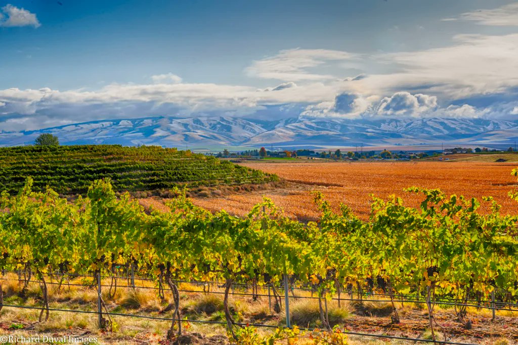 Put the Walla Walla Valley on your list – the region was just named Best Emerging Wine Route in <a href="/SunsetMagazine/">Sunset Magazine</a>’s 2021 Travel Awards!  When exploring #WallaWallaWine, you’ll try popular varieties, while also discovering something new to your palate! sunset.com/travel/2021-su…