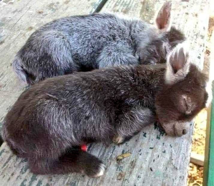 angie_karan's tweet photo. We don’t have to love animals to recognize that it is immoral and unjust to exploit, to use them. But if we do love animals, and we continue to participate in their exploitation, we need to rethink our idea of what love means.  🐾 ♡ https://t.co/RwUn6M5gsC