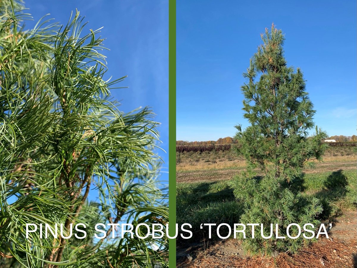 Pinus strobus 'Tortulosa' has beautiful twisted, soft blue-green needles that are held in a tufted fashion on a narrow, upright pyramidal tree that becomes more oval with age. The contorted needles offer a soft and interesting appearance.