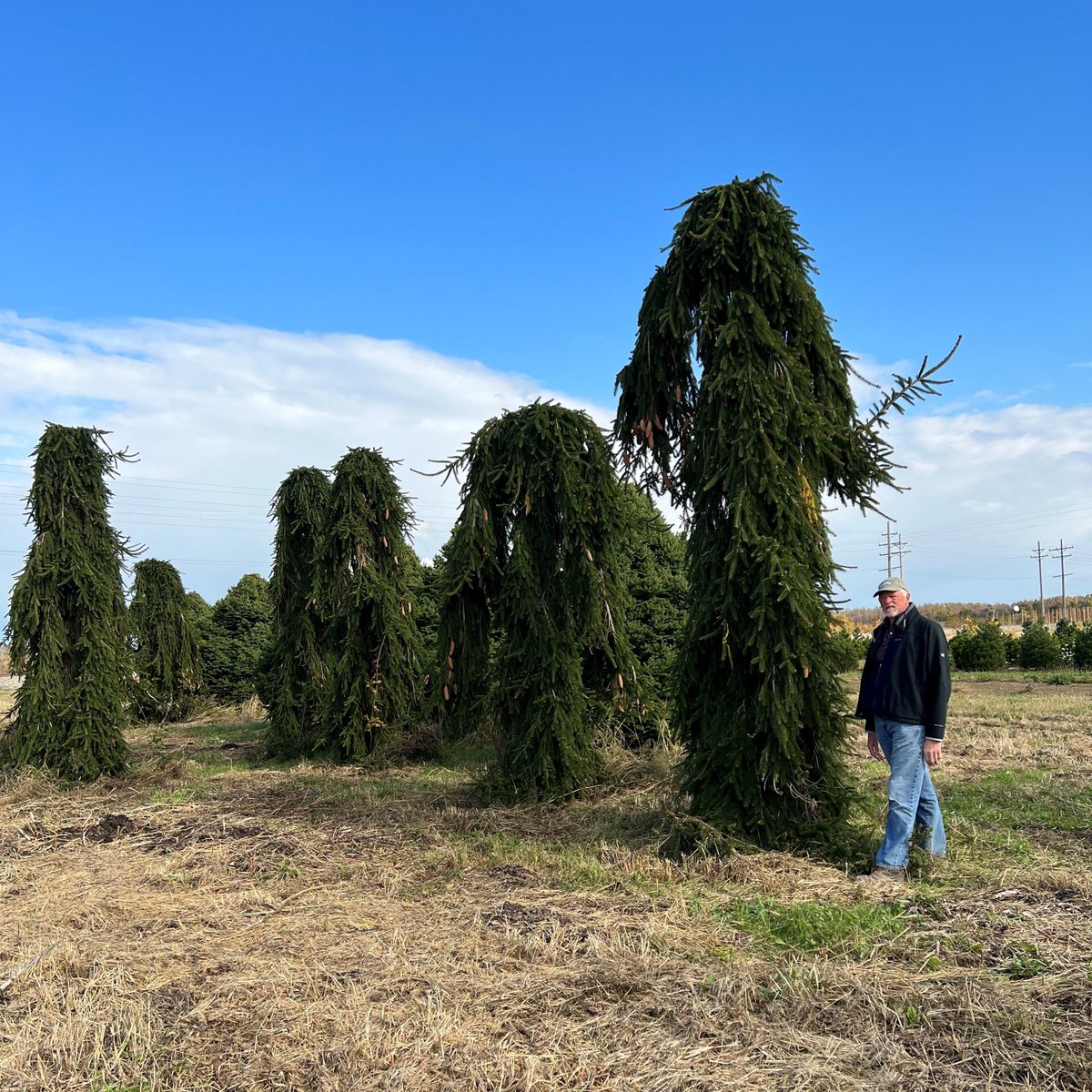 The big boy next to Andy is a 16' Picea abies 'Pendula'. No two are exactly alike, but all tend to spread their limbs in a wild and awkward configuration.