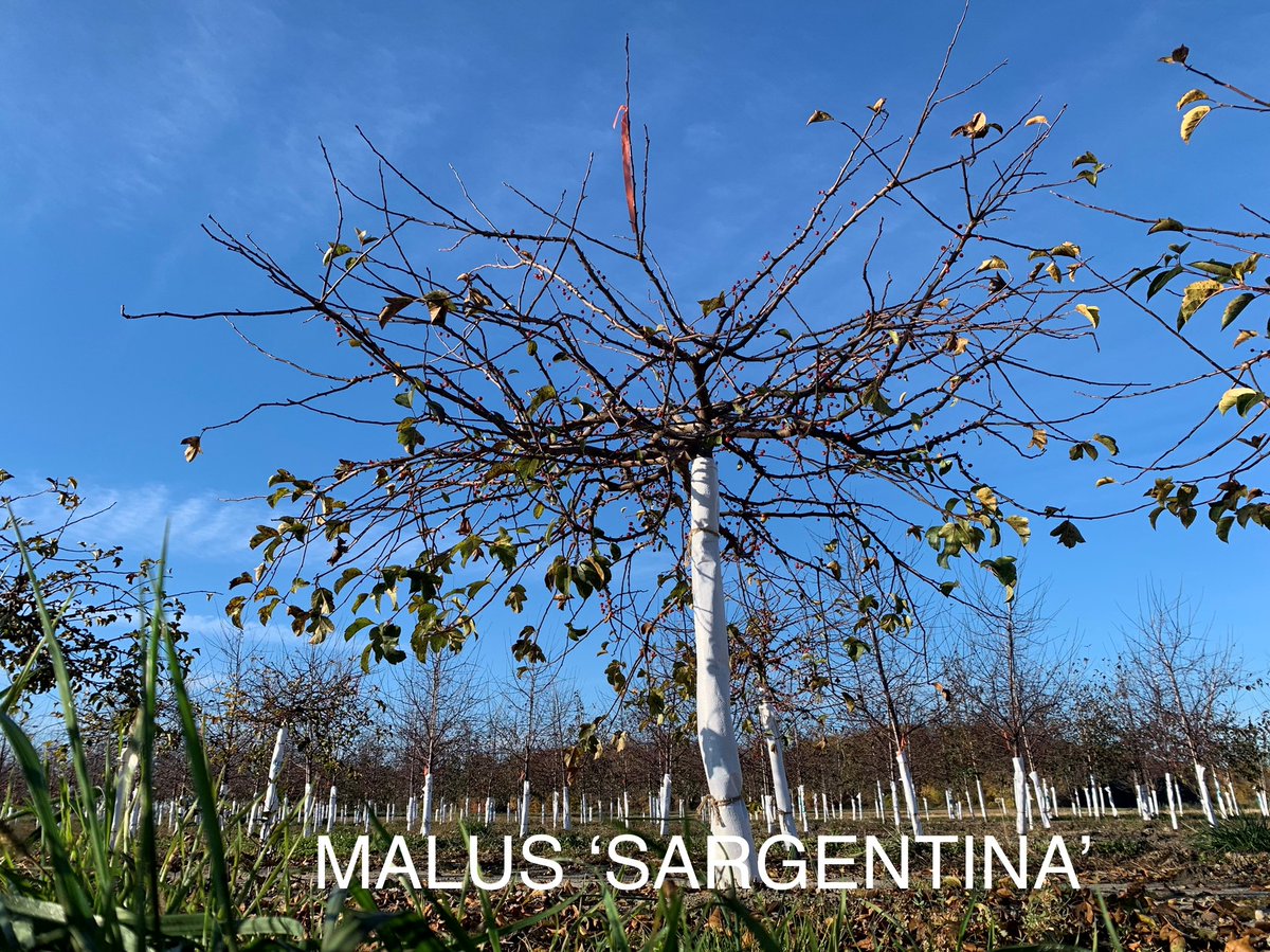 Malus 'Sargentina' is a unique top graft crab apple with a compact ostentatious branching habit. This beautiful plant, covered in blooms in spring, is extremely attractive in the landscape.